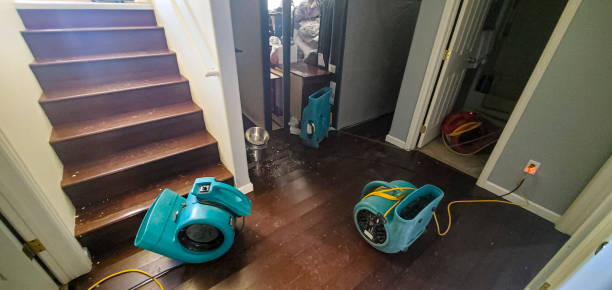 Best Basement water damage restoration  in Palmview, TX