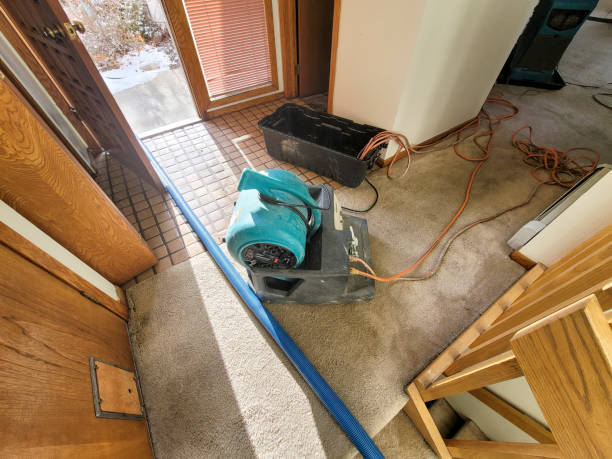 Best Water damage contractors near me  in Palmview, TX