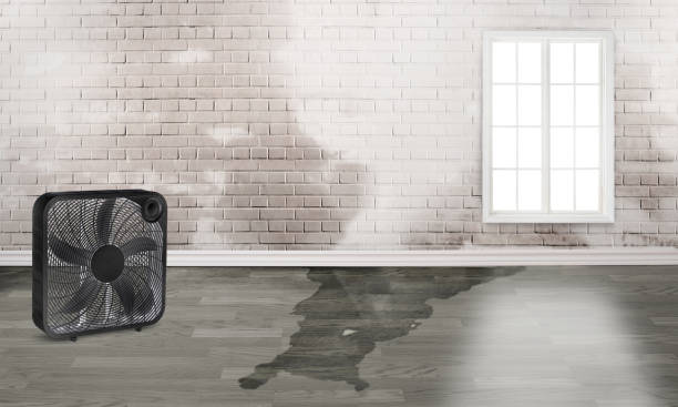 Best Flood restoration services  in Palmview, TX