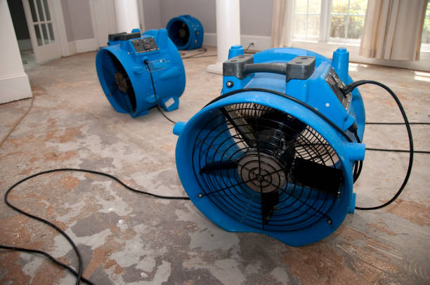 Best Water damage contractors near me  in Palmview, TX